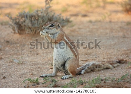 ground squirrel wild animals african mammal savannah plains and deserts africa kalahari desert kgalagadi national park south africa botswana nature parks and nature reserves