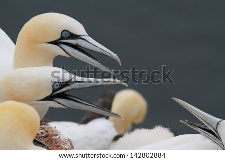 gannet Helgoland island nature reserve wildlife haven German North Sea colonies of seabirds and seals on the Frisian islands  germany hamburg nature reserves gull and gannet