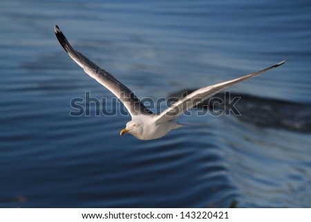 gull flying seagull sea bird predator angler fish and shellfish northern europe norway