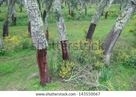 sughera tall trees, cork oak plant used for bottle to bottle the wine Sardinia Italy
