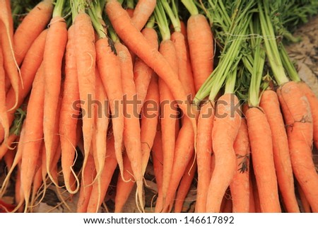 carrots fresh vegetables organic farming