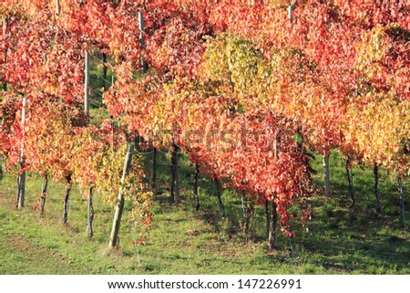 organic wine grapes in autumn