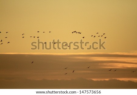 geese in flight sunset