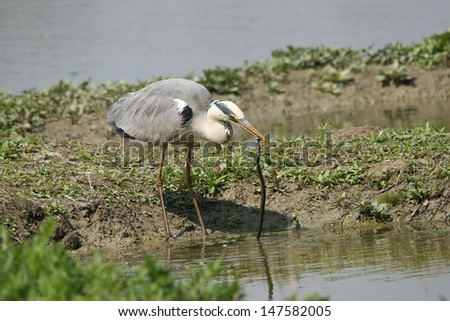 grey heron fishing in the swamp snakes