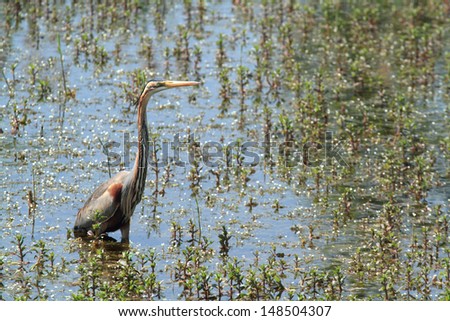purple heron hunting in the marsh reeds