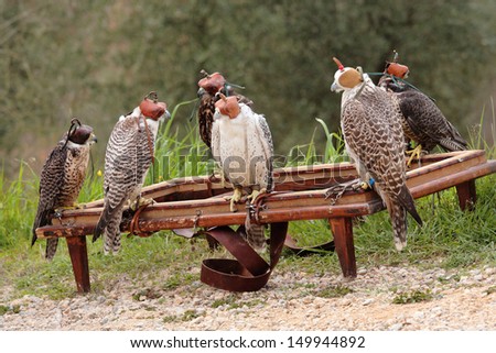 falcon falconry hawk trained animals for hunting