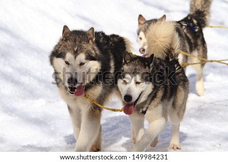 sled dog competition