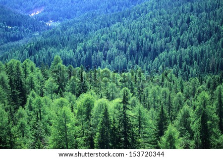 Firs Tall Trees Forests And Woodlands