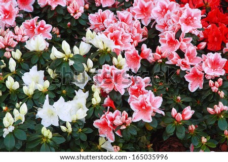 flower garden flowers grown in the greenhouse ornamental flowers floral crops villa caruso