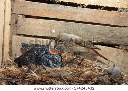 parasitic cuckoo bird chick in nest redstart