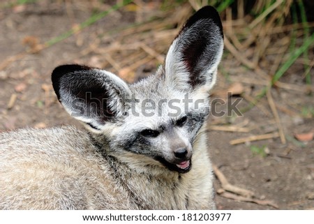 Bat-eared canine desert