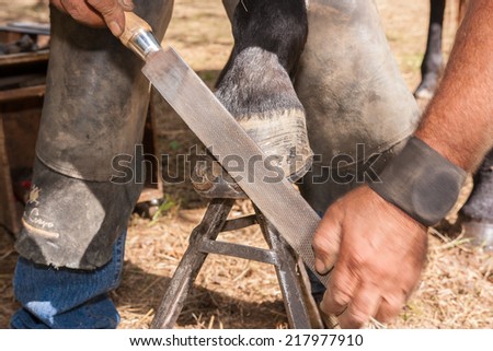 shoeing hooves riding domestic horses for recreation and sport