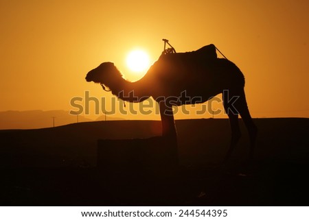 camel caravan in the desert erg chebbi morocco desert