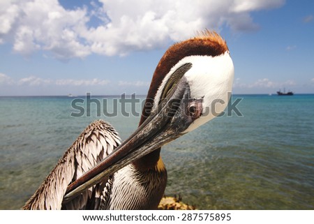 brown pelican peninsula of Yucatan Mexico Caribbean Sea