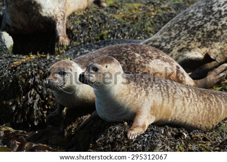 common seal gray mammal marine northern europe scotland