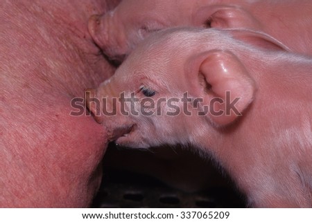 pig breeding pigs for meat production piglets typical salami sausages Modena Emilia Romagna