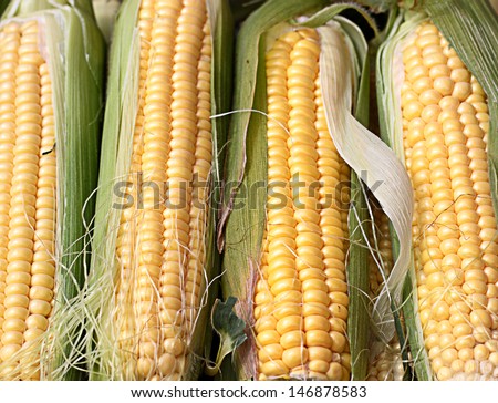 Corn ears.Some ears of corn are vertically located. Horizontal photo.