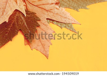Dry foliage.Dry, autumn foliage in top,  the left corner on a yellow background. Horizontal photo