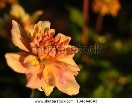 Morning flower - Orange flower covered in morning dew