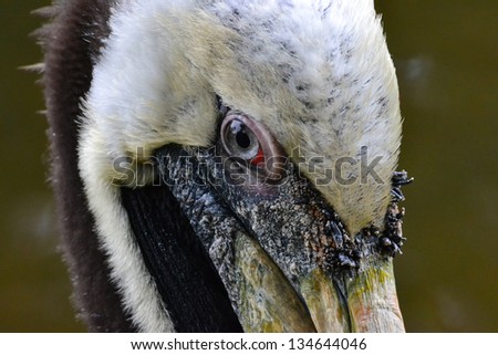 The eye - mirror of the soul - The eye of a pelican, gives you the feeling you can look inside his soul