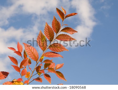 Autumn leaves are red in the face of sky