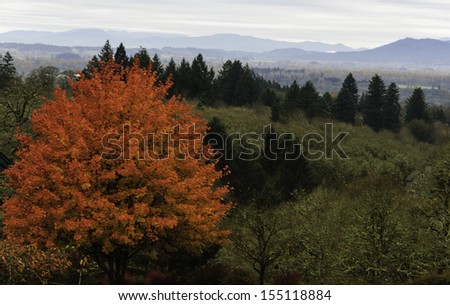 A Spot of Autumn Color in the Willamette Valley