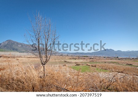 Withered tree at field