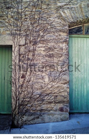 Winter vines growing along a stone wall in a French village, with two old wooden doors framing the vines.