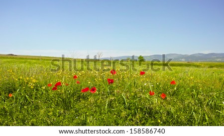 Wild red poppies in a field in southern France