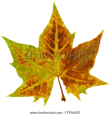 Acorn Leaves