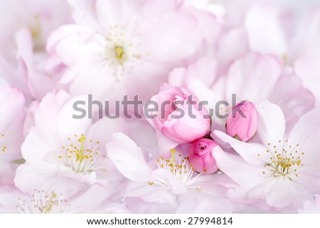 stock photo Soft spring card with sakura flower
