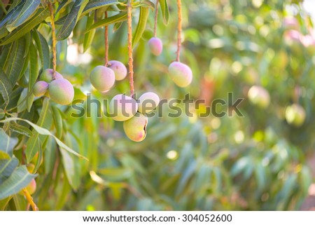 mangoes on a mango tree in the orchard
