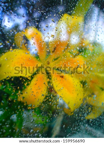 object,rain ,flower