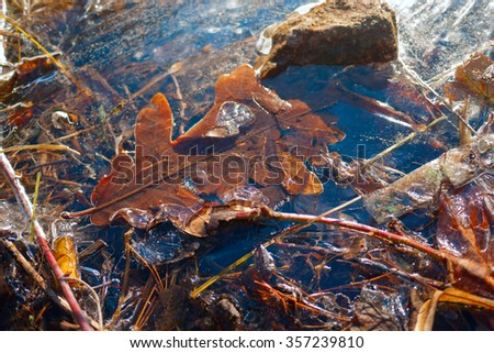 leaves,under water,frozen water,leaves under frozen water,winter,abstract,ice water,cold,