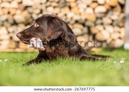 Dog eats a piece of a calf sternum