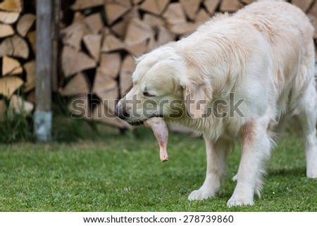 Golden Retriever eats a chicken