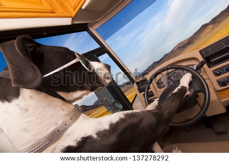 great Dane dog driving an RV