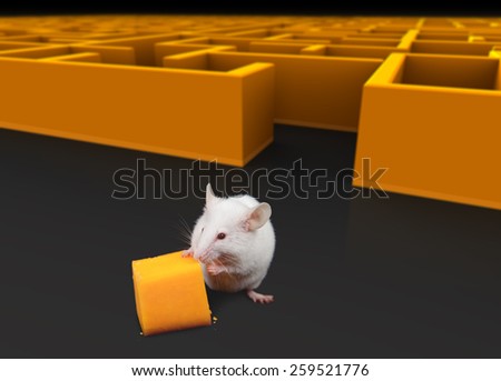 White mouse at exit of maze with Cheese.