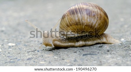 snail close up