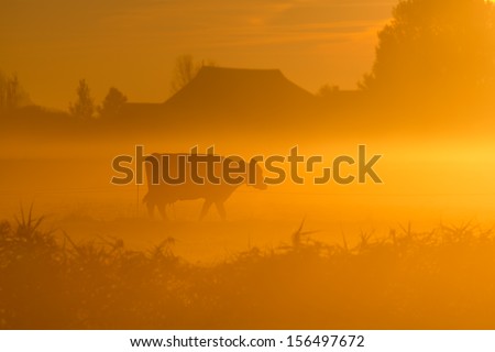 cow at dawn in mist walking with tree in golden light with mist