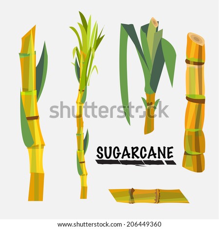 sugarcane vector illustration sugarcane vector illustration