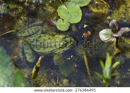 green frog Pelophylax esculentus in a Pond