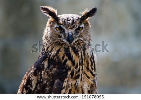 Owl looks at the camera