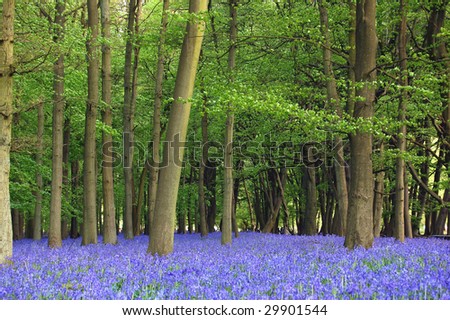 Bluebells cover the floor of a forest with a spring display
