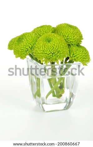 Green chrysanthemum isolated on white