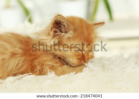 Redhead kitten sleep on white plaid