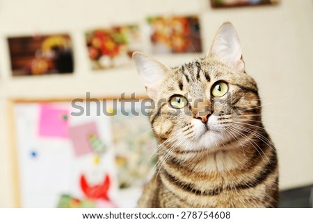 Beautiful shorthair cat