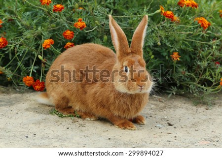 Beautiful red rabbit, close up