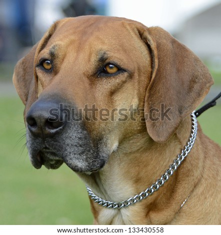 Rhodesian Ridgeback Dog Head