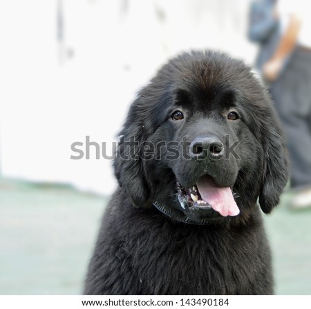 Newfoundland Puppy Face With Tongue